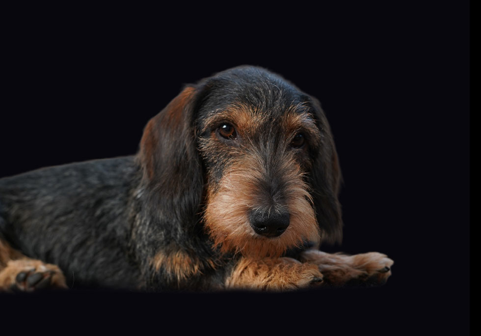 Vinny